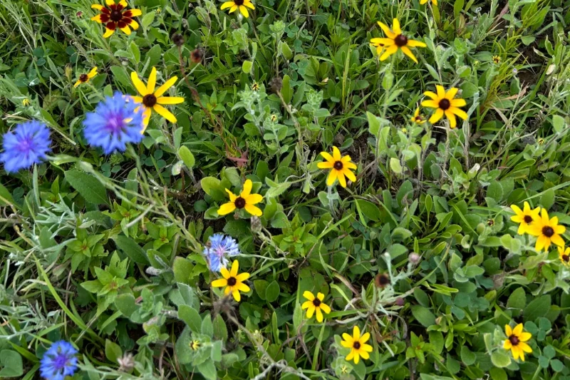 Wildflowers