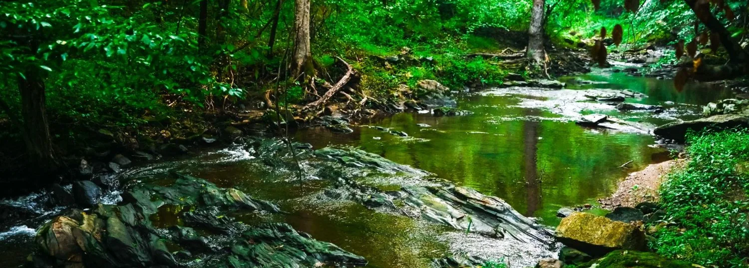 A lush green forest
