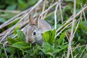 A bunny hiding on the ground