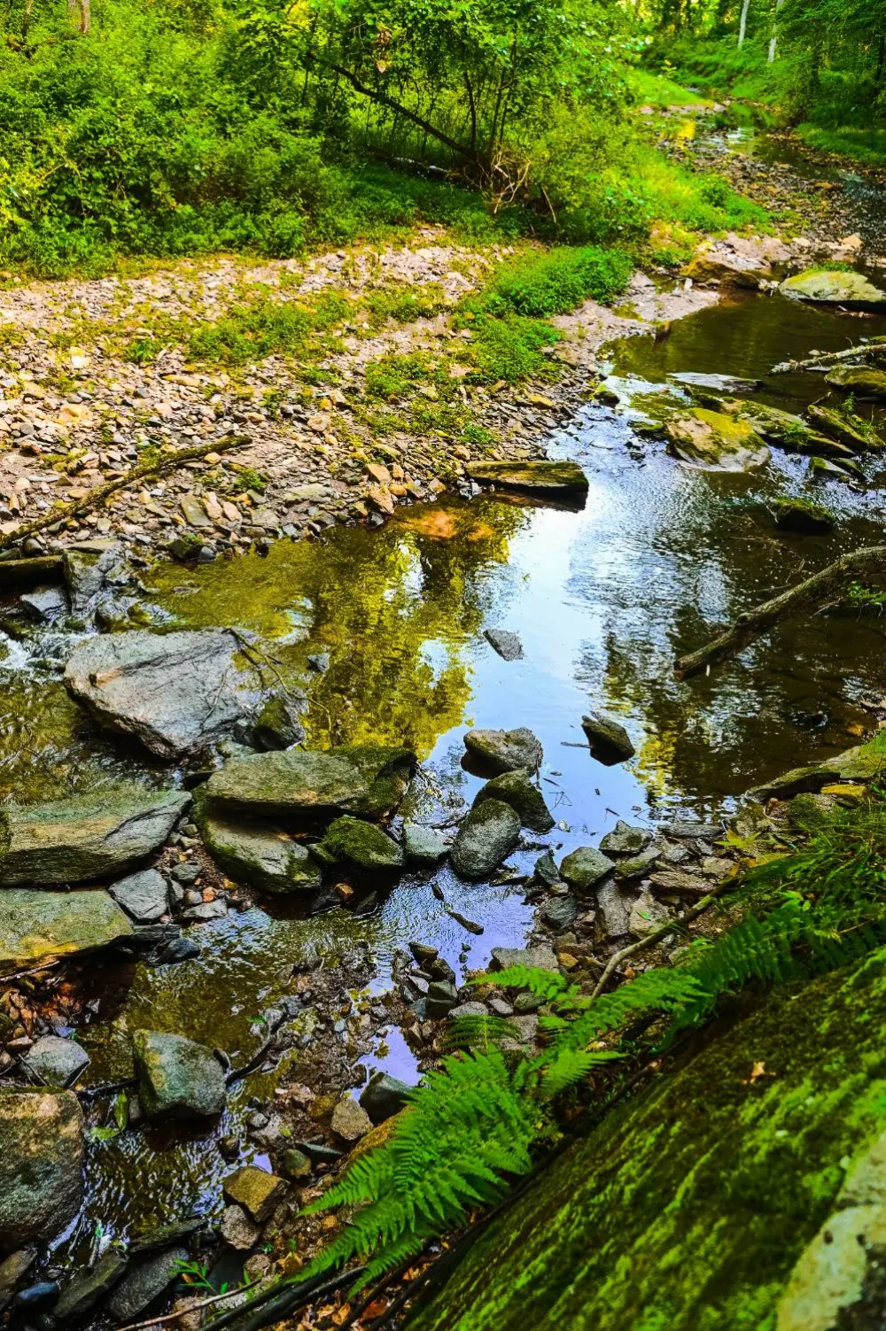 A rocky stream through a forest