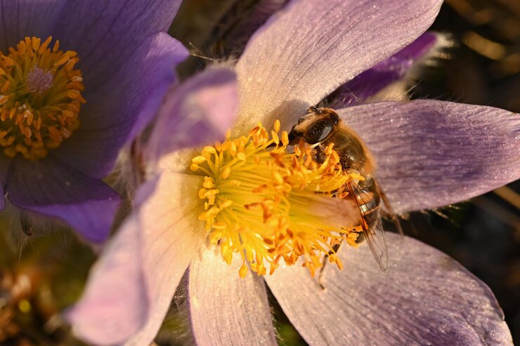 Beekeeping as a Keystone for Local Conservation Work