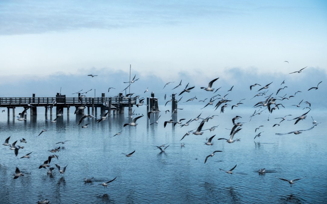 Best Bird Migration Spots on the East Coast This Season