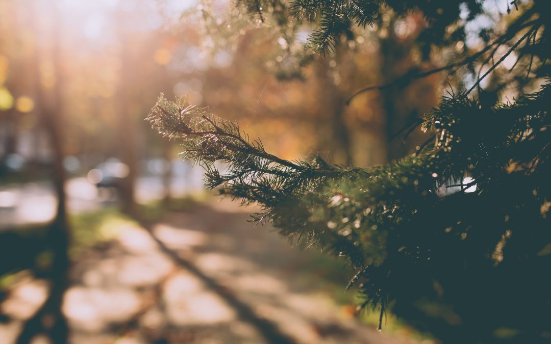 Top Trails to Explore at Serenity Ridge Preserve
