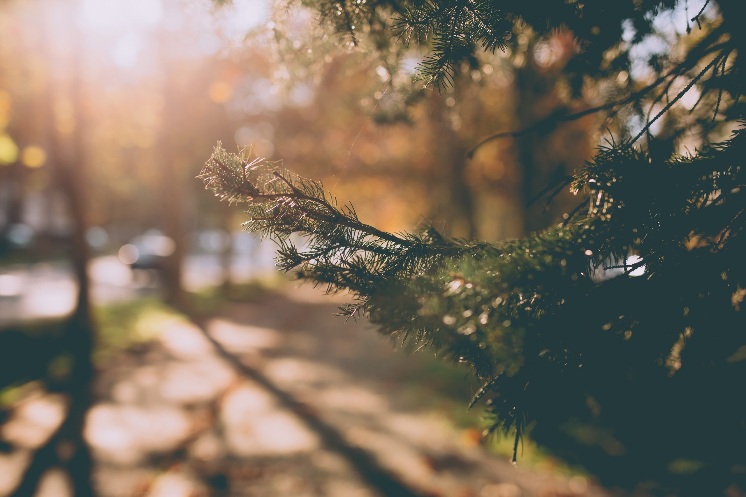 Top Trails to Explore at Serenity Ridge Preserve
