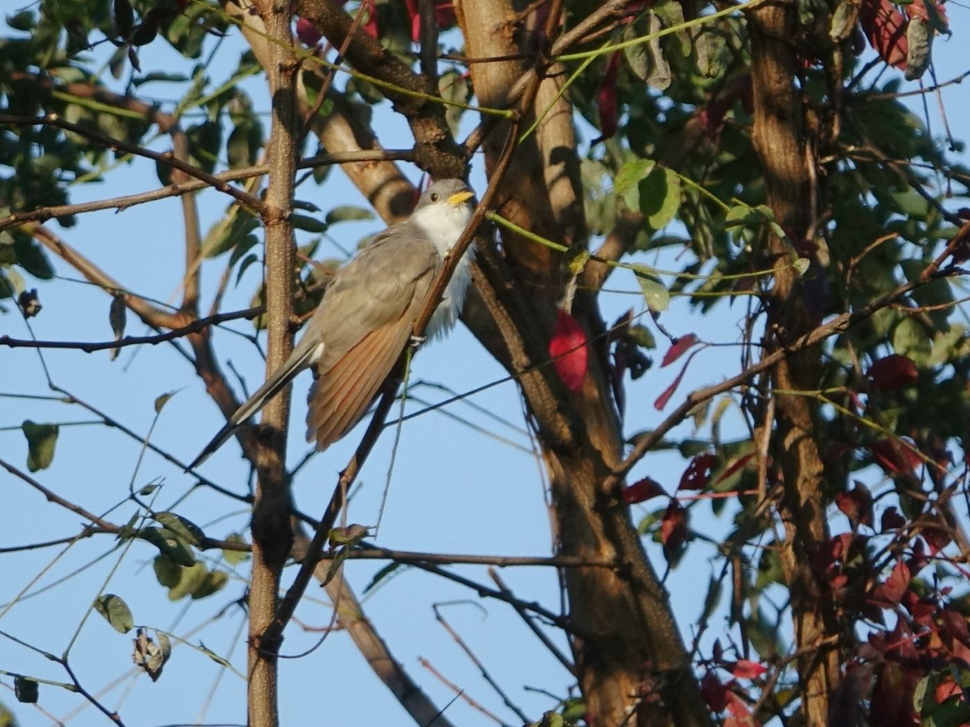 “The “Early Bird” Walk