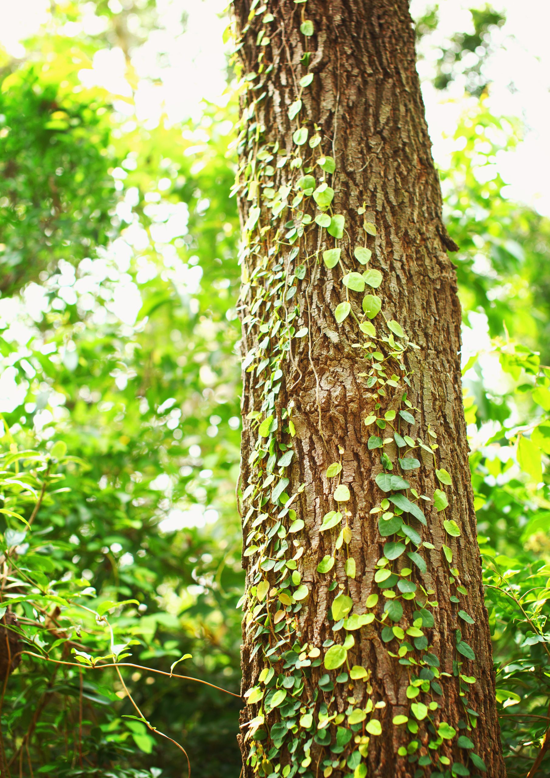 Spotting Native and Invasive Plants on Maryland Trails