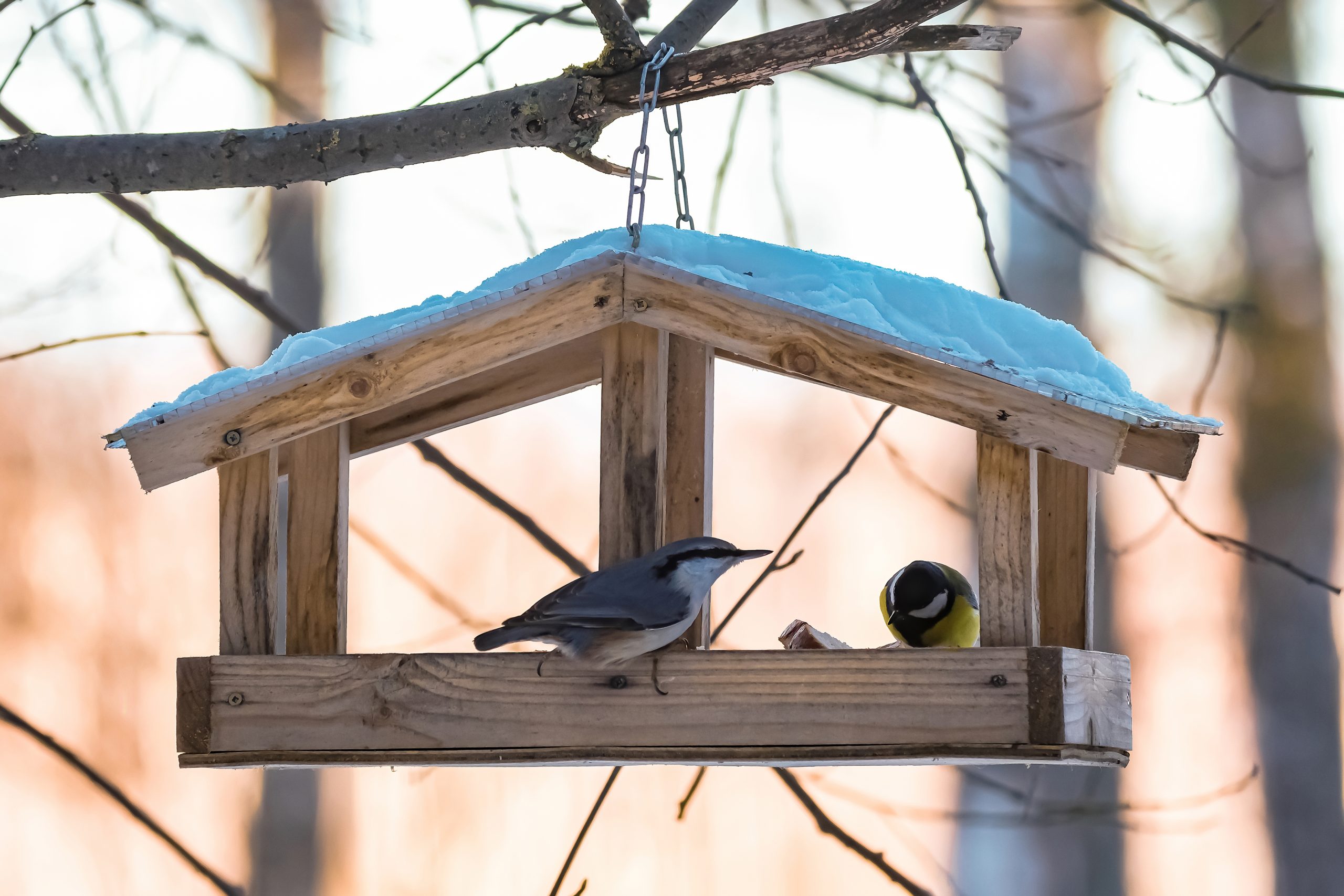 Bird watching at Serenity Ridge Nature Preserve