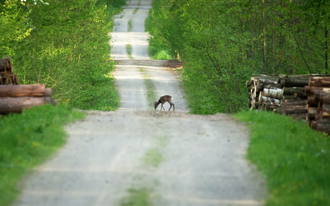 Support Urban Wildlife Through Serenity Ridge Initiatives