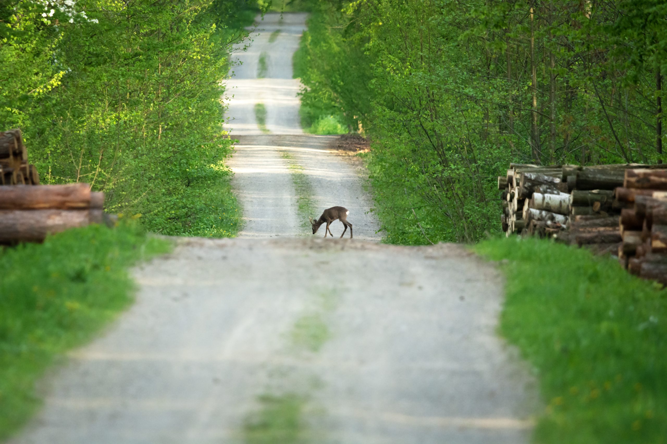 Support Urban Wildlife Through Serenity Ridge Initiatives