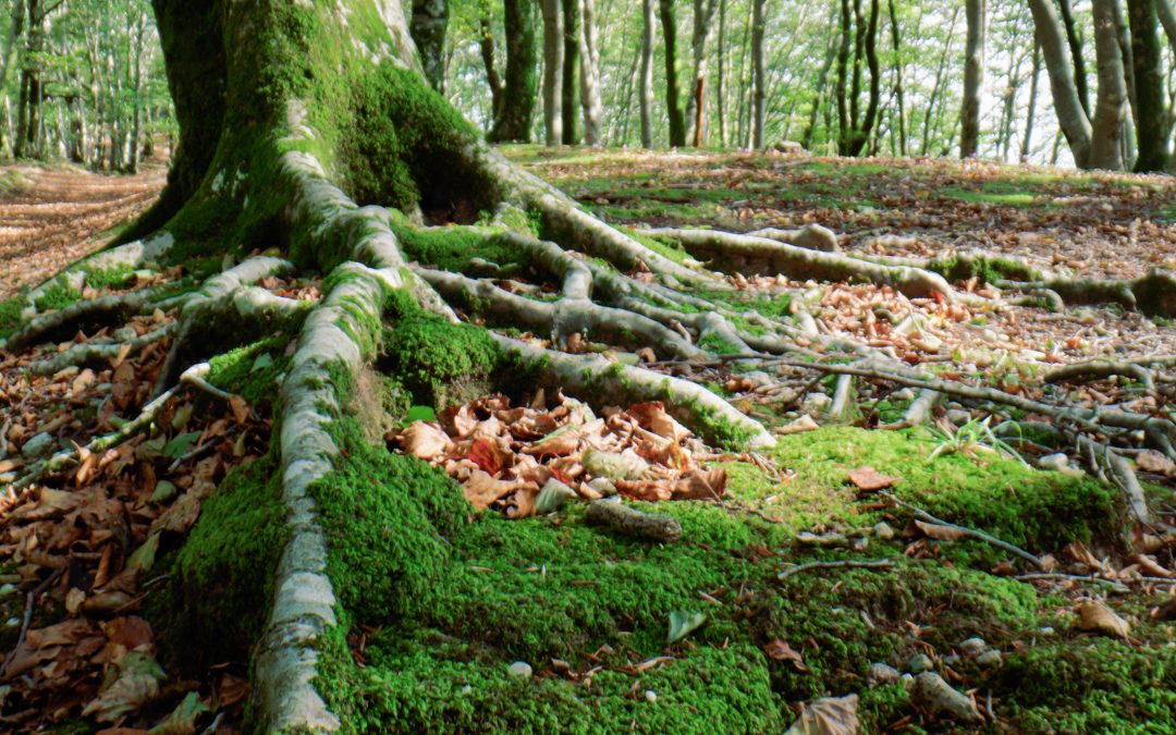 How Forest Conservation Grounds Support Biodiversity in Maryland