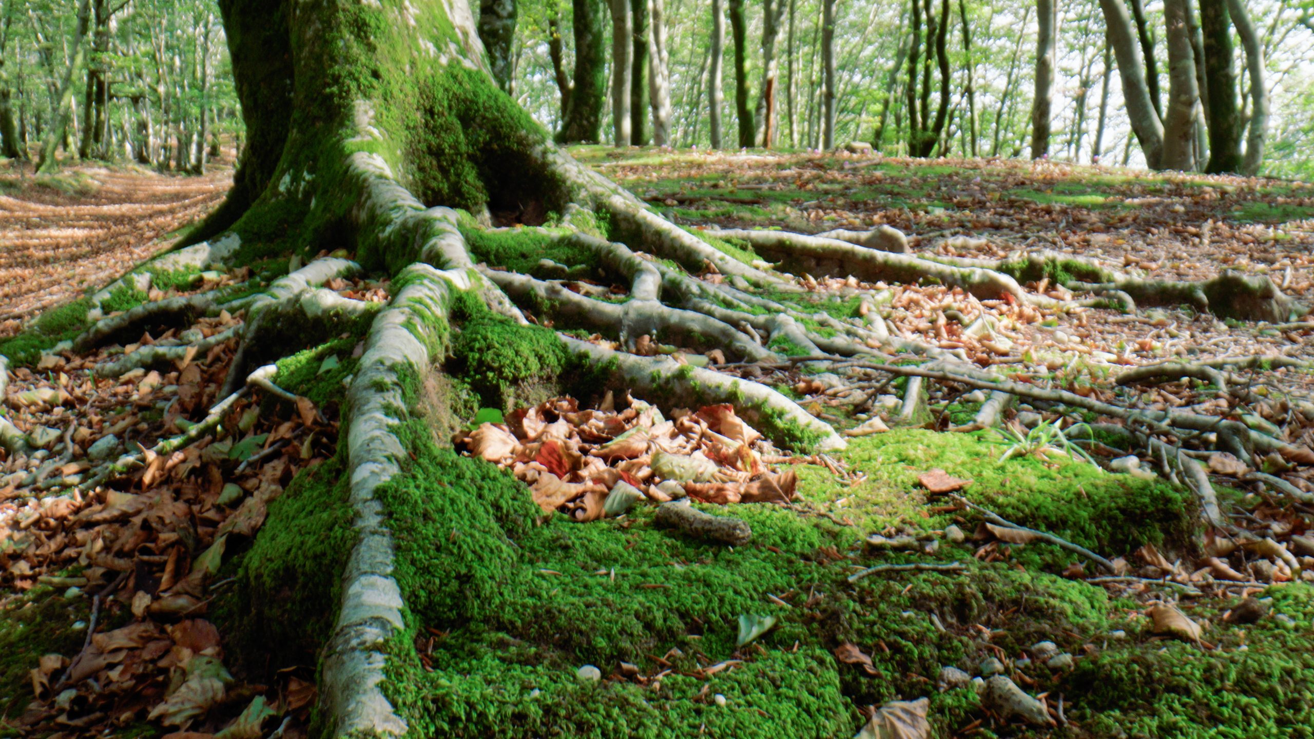 How Forest Conservation Grounds Support Biodiversity in Maryland