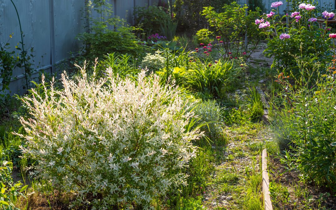 Strategic Management of Invasive Multi Flora Rose and Stiltgrass