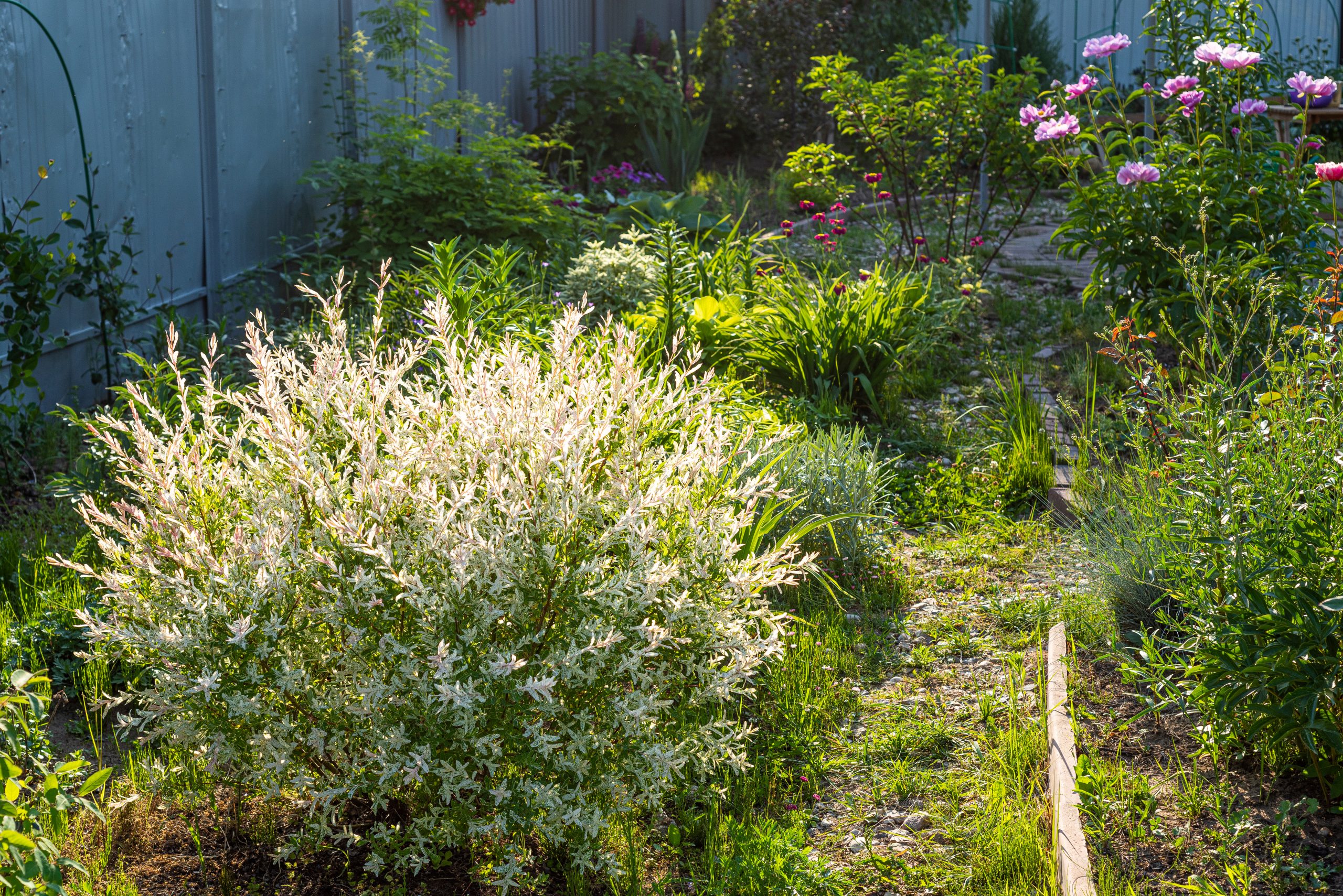 Strategic Management of Invasive Multi Flora Rose and Stiltgrass